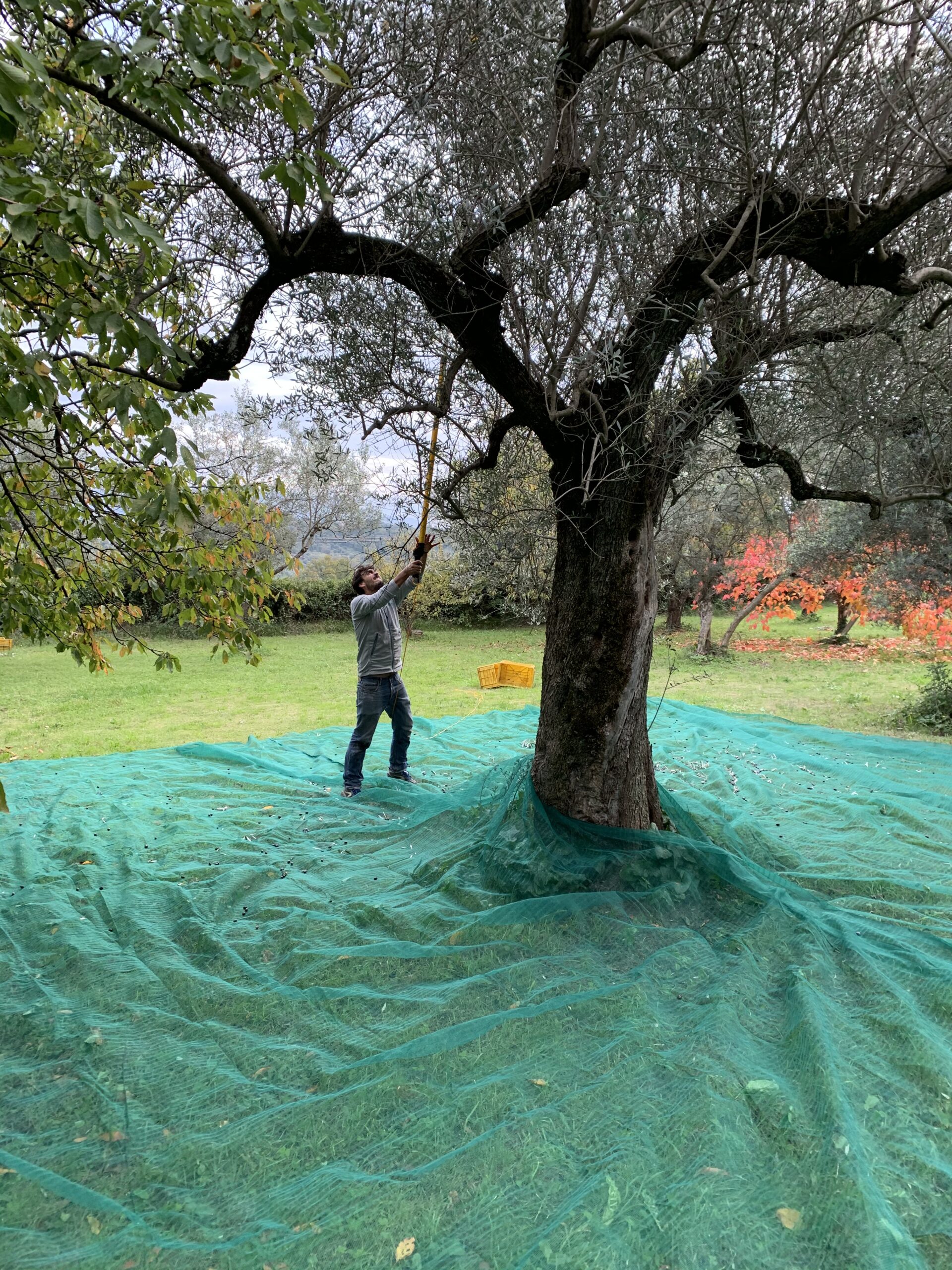 Raccolta delle olive con le reti