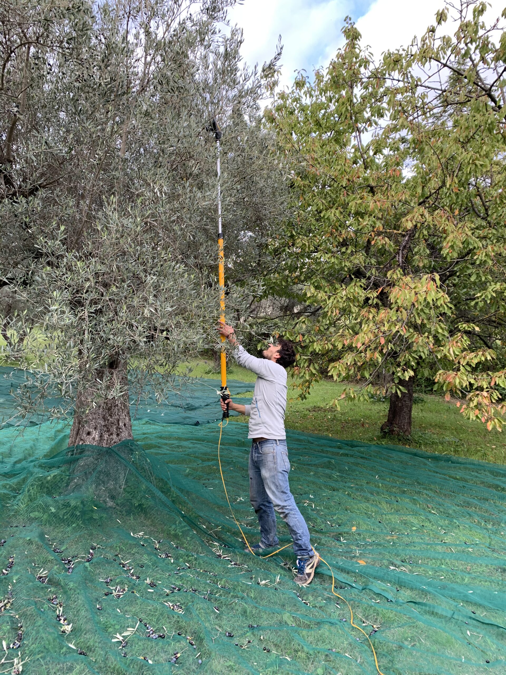Francesco raccoglie le olive